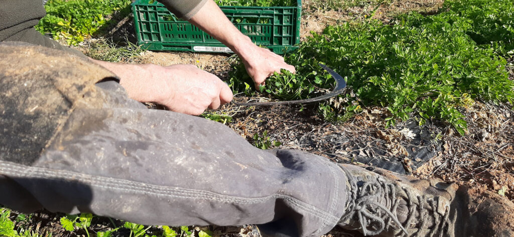 Recogiendo productos agrícolas - Agriscott Bio