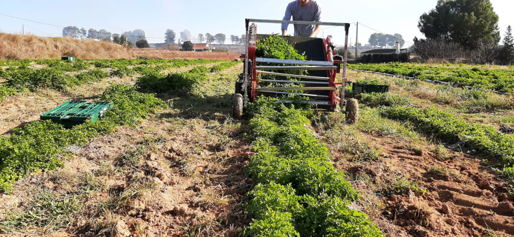 Recogiendo productos agrícolas - Agriscott Bio