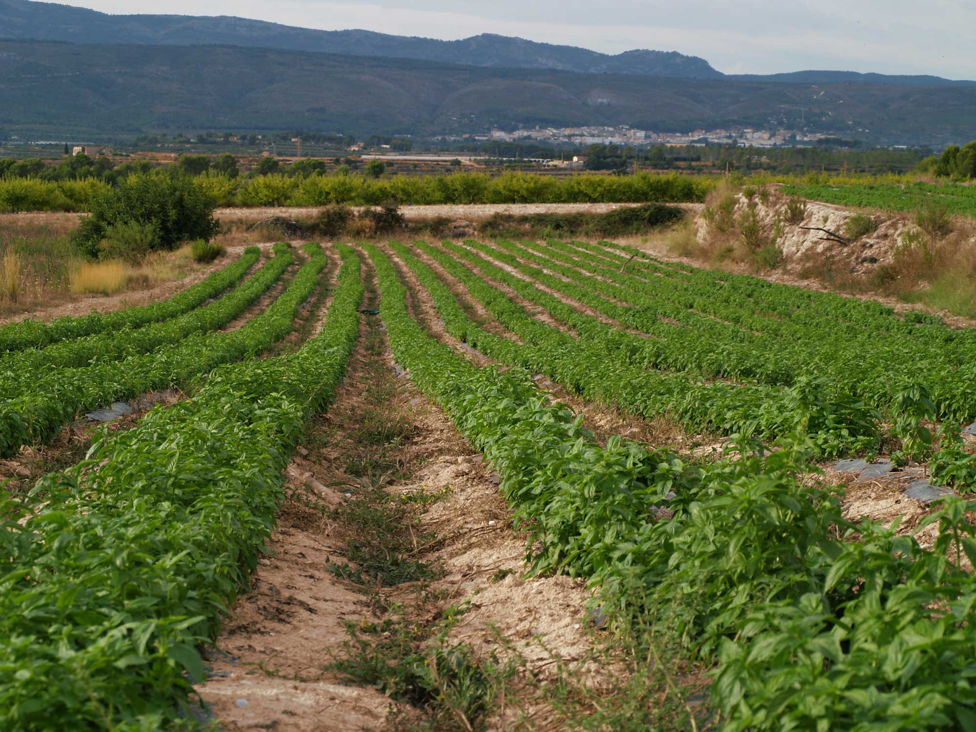 Lee más sobre el artículo Investigación ecológica y sostenible: creando modelos agrícolas para el futuro