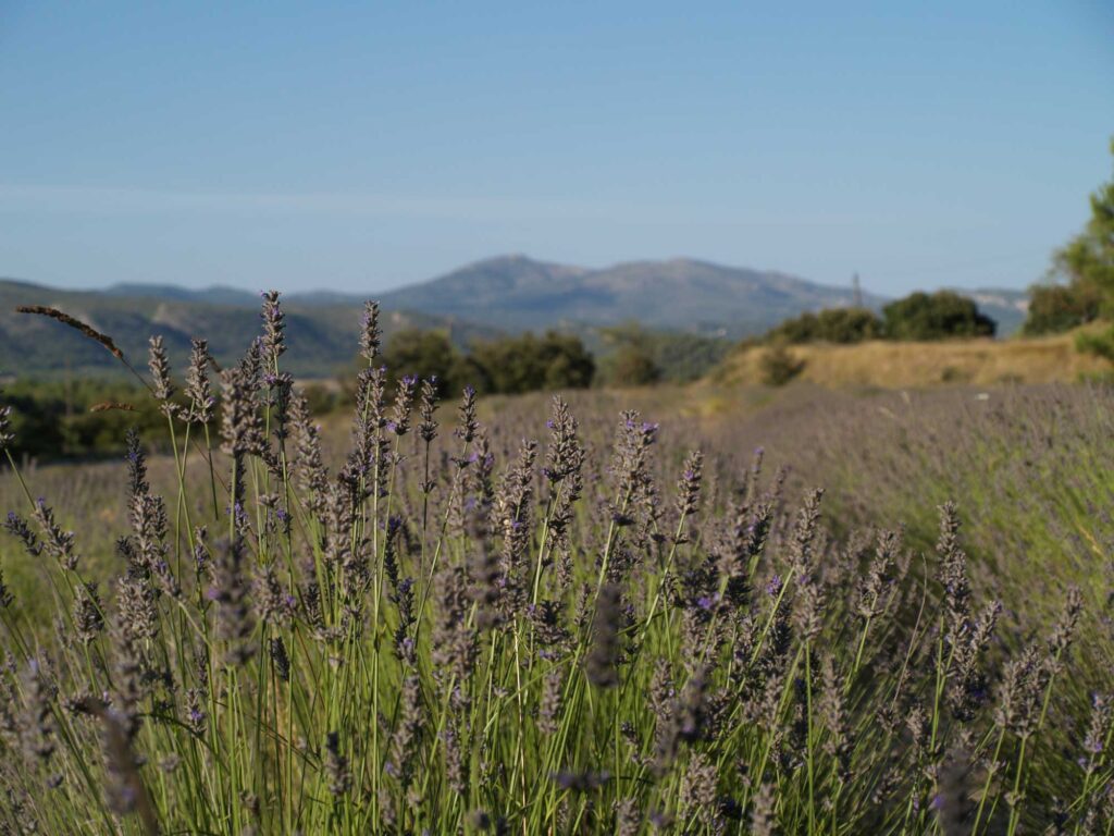 Campo Agrícola - Agriscott Bio